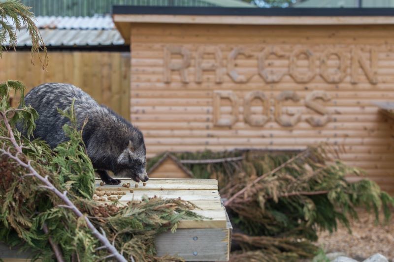 Other image for New home for Flo and Ralph at Wigfield Farm